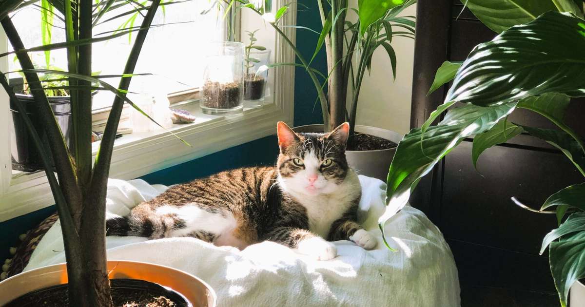 Vēršiem jārunā skaidra valoda, Skorpioniem ieteicams nodarboties ar pašreklāmu – 30. oktobra horoskops