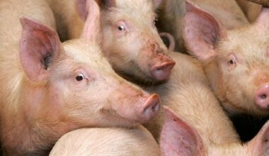 Pabeigta cūku likvidēšana ĀCM skartajā Baltic pork novietnē :: Dienas Bizness