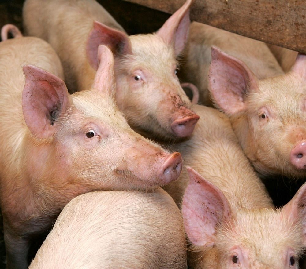 Pabeigta cūku likvidēšana ĀCM skartajā Baltic pork novietnē :: Dienas Bizness