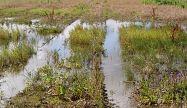 Izveidots speciāls krīzes un konsultatīvais tālrunis lauksaimniekiem :: Dienas Bizness