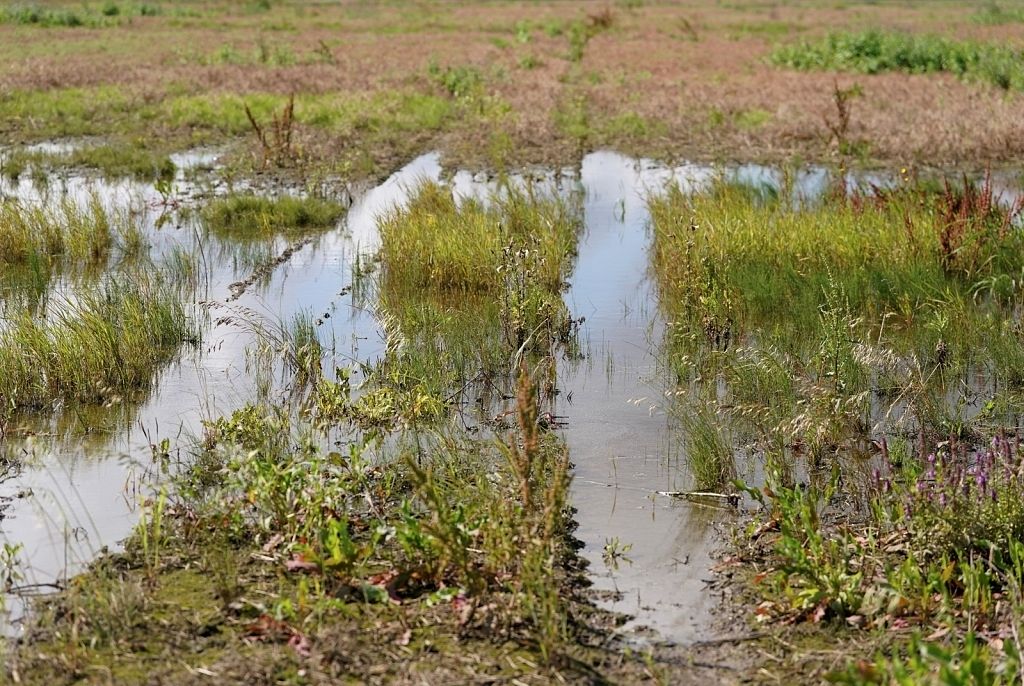 Izveidots speciāls krīzes un konsultatīvais tālrunis lauksaimniekiem :: Dienas Bizness