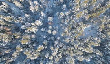 Vietējie meža zemju pircēji saglabā augstu aktivitāti :: Dienas Bizness