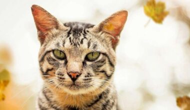 Auni var paļauties uz ģimenes atbalstu, Lauvām jābūt gataviem pārbaudījumiem – 24. oktobra horoskops
