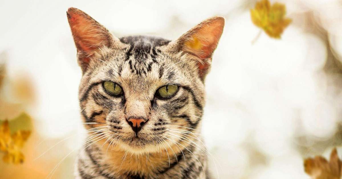 Auni var paļauties uz ģimenes atbalstu, Lauvām jābūt gataviem pārbaudījumiem – 24. oktobra horoskops