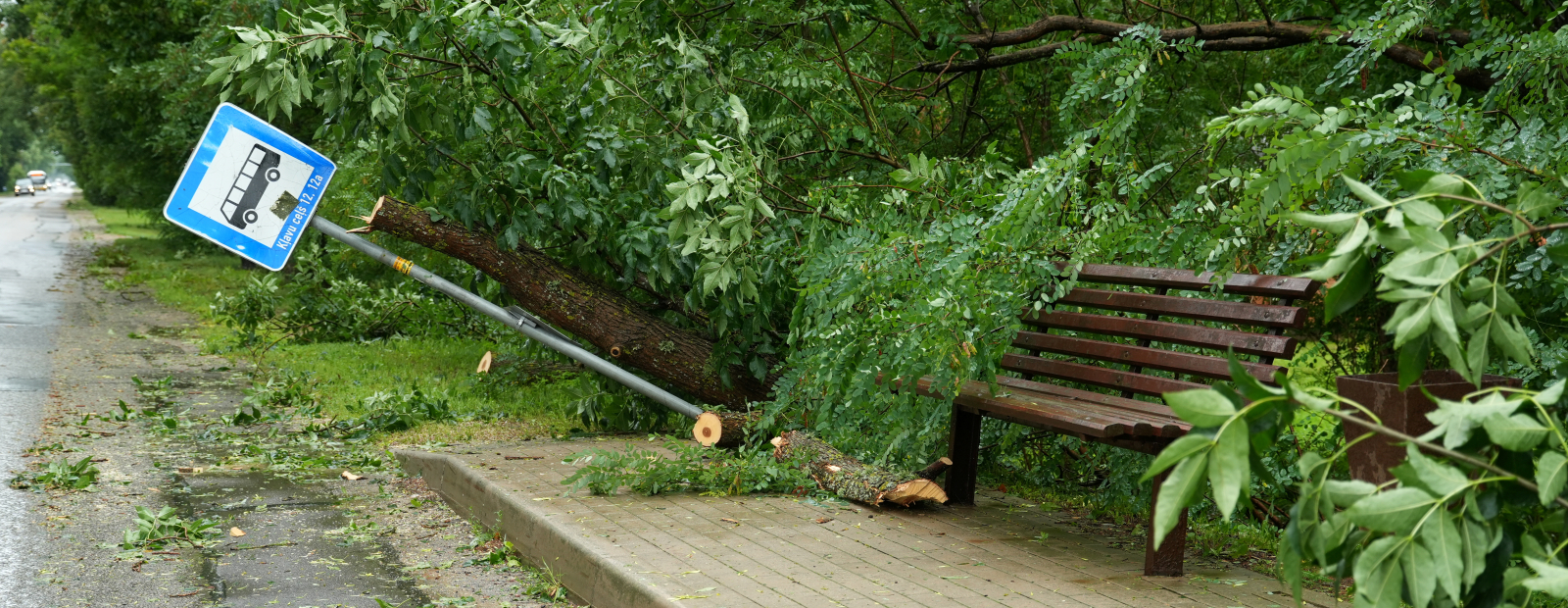 Valdība piešķir 838 145 eiro Jelgavas pašvaldībai pagājušā gada jūlija vētras postījumu kompensēšanai / Diena