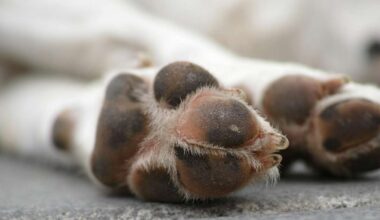 Latvijā Leonu izārstēt nevar. Ar leptospirozi sasirgušais dalmācietis pieslēgts mākslīgai nierei Lietuvā