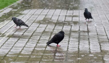 Gaisa temperatūra piektdien sasniegs +11 grādus