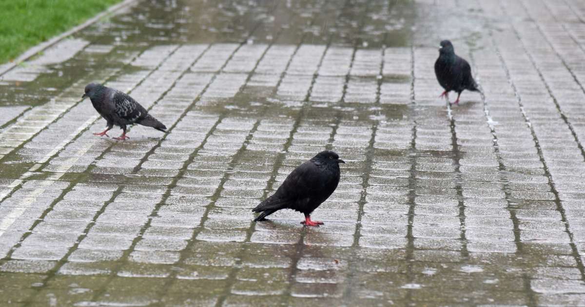Gaisa temperatūra piektdien sasniegs +11 grādus