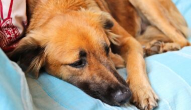 Pieaug ar leptospirozi saslimušo suņu skaits – žurku un peļu apdraudētās vietās vakcinācija ieteicama divreiz gadā