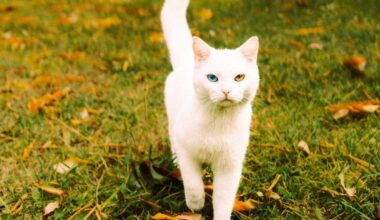 Vēršiem var citi uzsēsties uz kakla, Mežāžiem iespēja īsā laikā iegūt lielu pieredzi – 29. oktobra horoskops