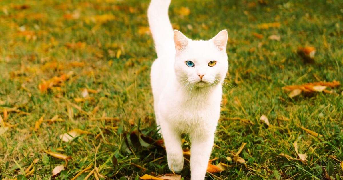 Vēršiem var citi uzsēsties uz kakla, Mežāžiem iespēja īsā laikā iegūt lielu pieredzi – 29. oktobra horoskops