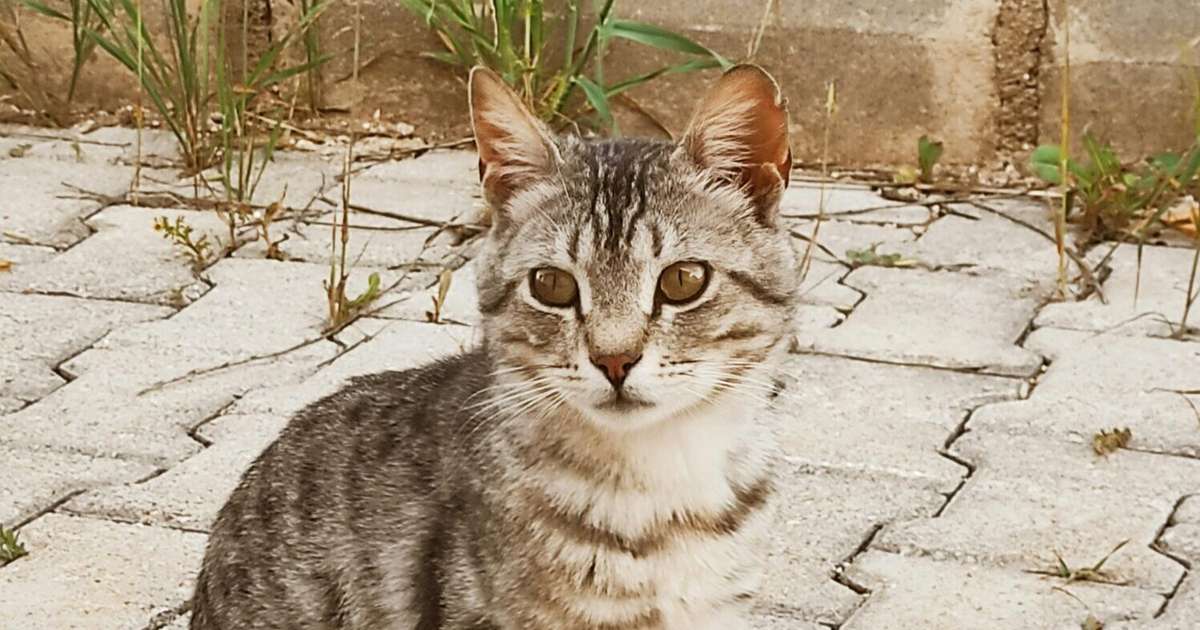 Jaunavas var atļauties vaļības, Mežāžu rosība balansēs uz strīdu robežas – 1. oktobra horoskops