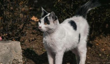 Lauvām enerģija jākoncentrē uz praktiskumu, Skorpioniem strīdos nepalīdzēs anti stresa tabletes – 28. oktobra horoskops