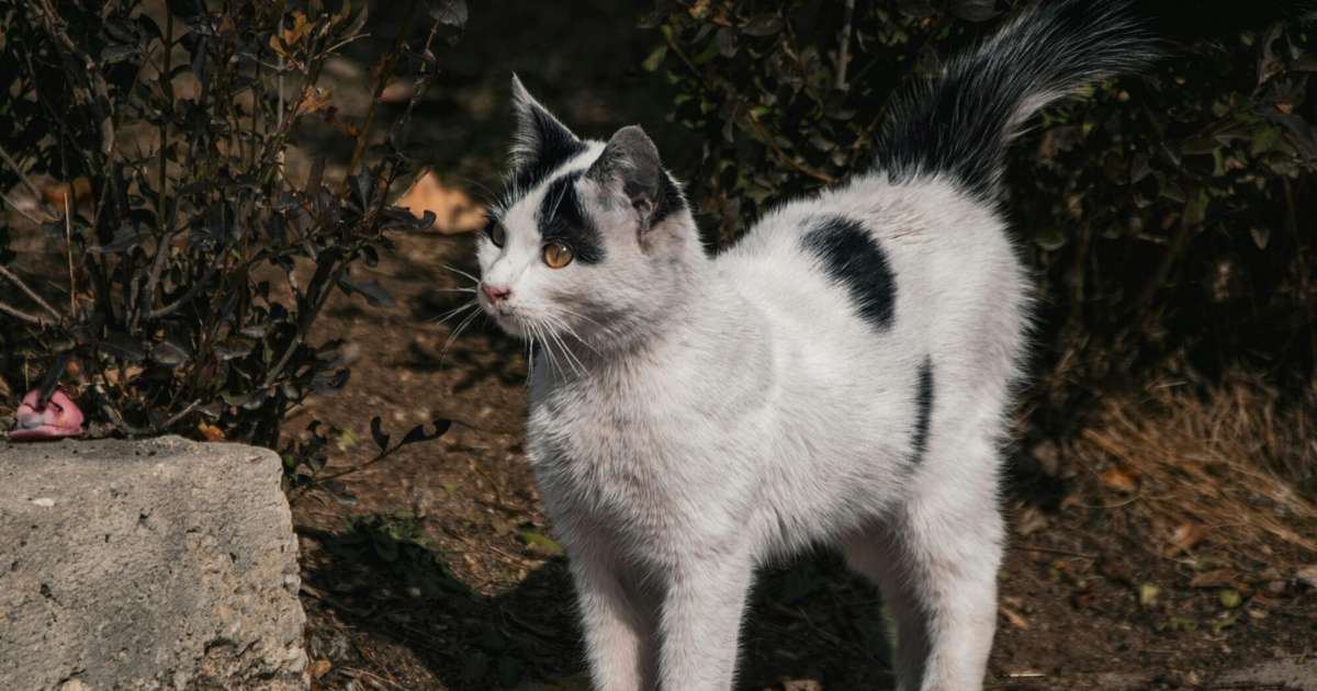 Lauvām enerģija jākoncentrē uz praktiskumu, Skorpioniem strīdos nepalīdzēs anti stresa tabletes – 28. oktobra horoskops