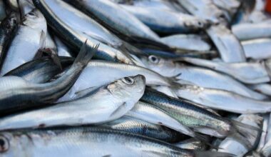 Latvijas zvejnieki Baltijas jūrā nākamgad drīkstēs zvejot vairāk reņģu un brētliņu; mencas un laši atļauti piezvejā / Raksts