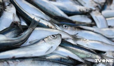 Nākamajam gadam palielinās brētliņu un reņģu nozvejas kvotas Baltijas jūrā