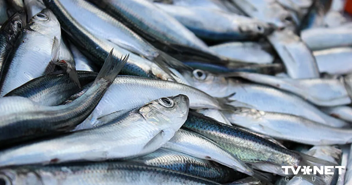 Nākamajam gadam palielinās brētliņu un reņģu nozvejas kvotas Baltijas jūrā