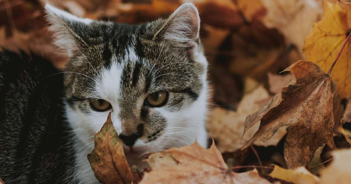 Svarus iedvesmos jaunā aizraušanās, Strēlniekiem nevajag baidīties iet pret straumi – 21. oktobra horoskops