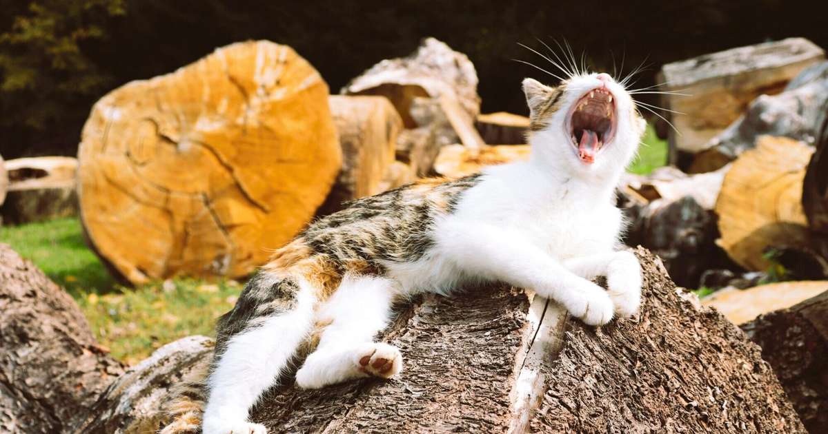 Jaunavām jāpietaupa enerģija, Mežāži var pamēģināt izaicināt likteni – 9. oktobra horoskops