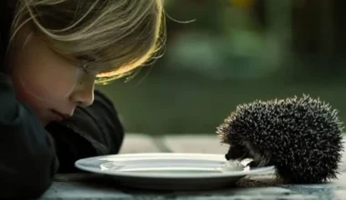 Kāpēc eži nedzīvo mežā un kāpēc piens viņiem ir kaitīgs: dabas muzeja skaidrojums