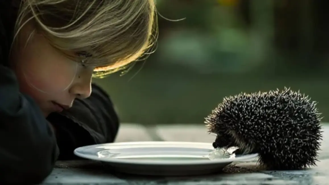 Kāpēc eži nedzīvo mežā un kāpēc piens viņiem ir kaitīgs: dabas muzeja skaidrojums