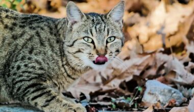 Skorpionus savainos kaisles bultas, Strēlniekiem jārealizē baudkārā negantnieka īpašības – 26. oktobra horoskops