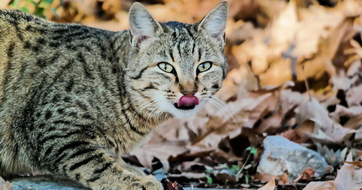 Skorpionus savainos kaisles bultas, Strēlniekiem jārealizē baudkārā negantnieka īpašības – 26. oktobra horoskops