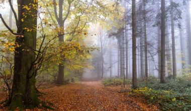 Kāds laiks gaidāms sestdien? Uzzini sinoptiķu prognozes - tv3.lv