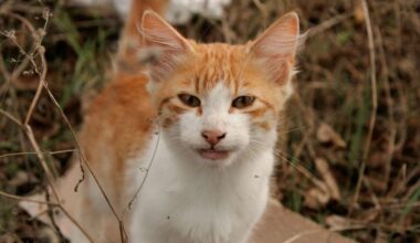 Auniem nevajag novērtēt par zemu romantiskos partnerus, Vēršiem būs jāpamaldās intrigās – 27. oktobra horoskops