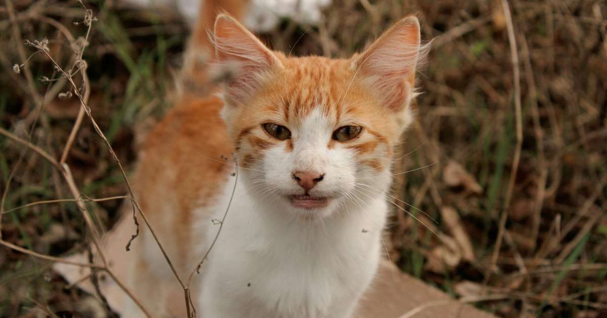 Auniem nevajag novērtēt par zemu romantiskos partnerus, Vēršiem būs jāpamaldās intrigās – 27. oktobra horoskops