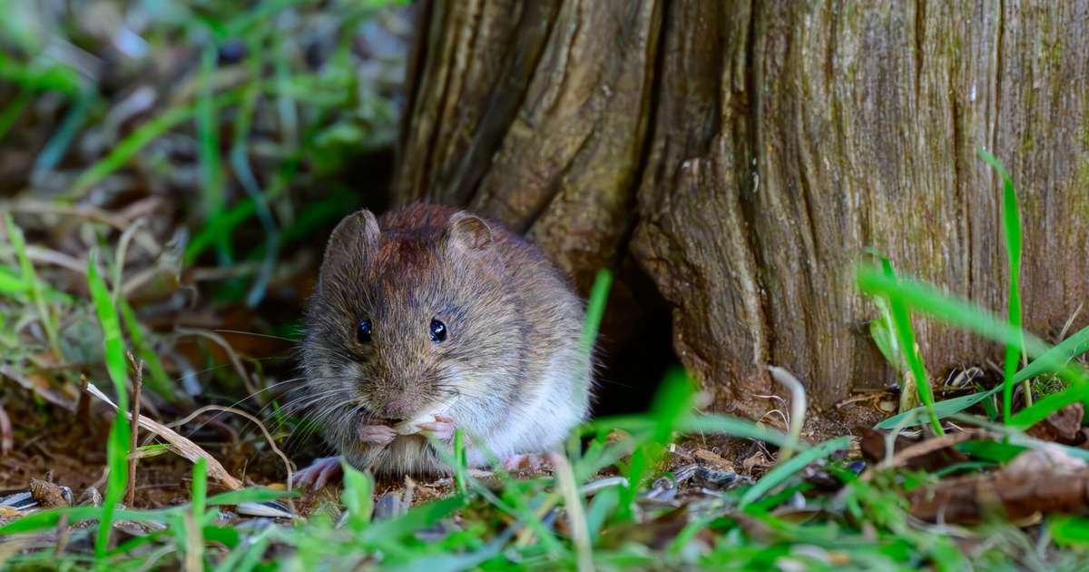 Vēl četri leptospirozes gadījumi Latvijā, viens cilvēks miris