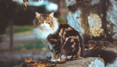 Dvīņi var kārtot sen atliktu pienākumu, Vēži sildīsies pozitīvo enerģiju saulītē – 25. oktobra horoskops