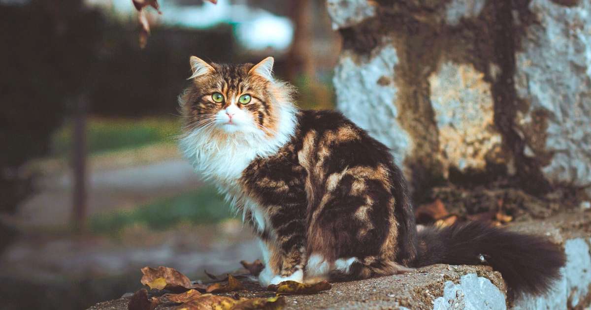 Dvīņi var kārtot sen atliktu pienākumu, Vēži sildīsies pozitīvo enerģiju saulītē – 25. oktobra horoskops