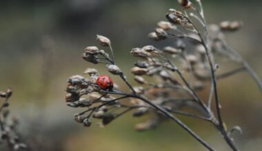 Šonedēļ saglabāsies mēreni silts laiks, bieži līs / Raksts
