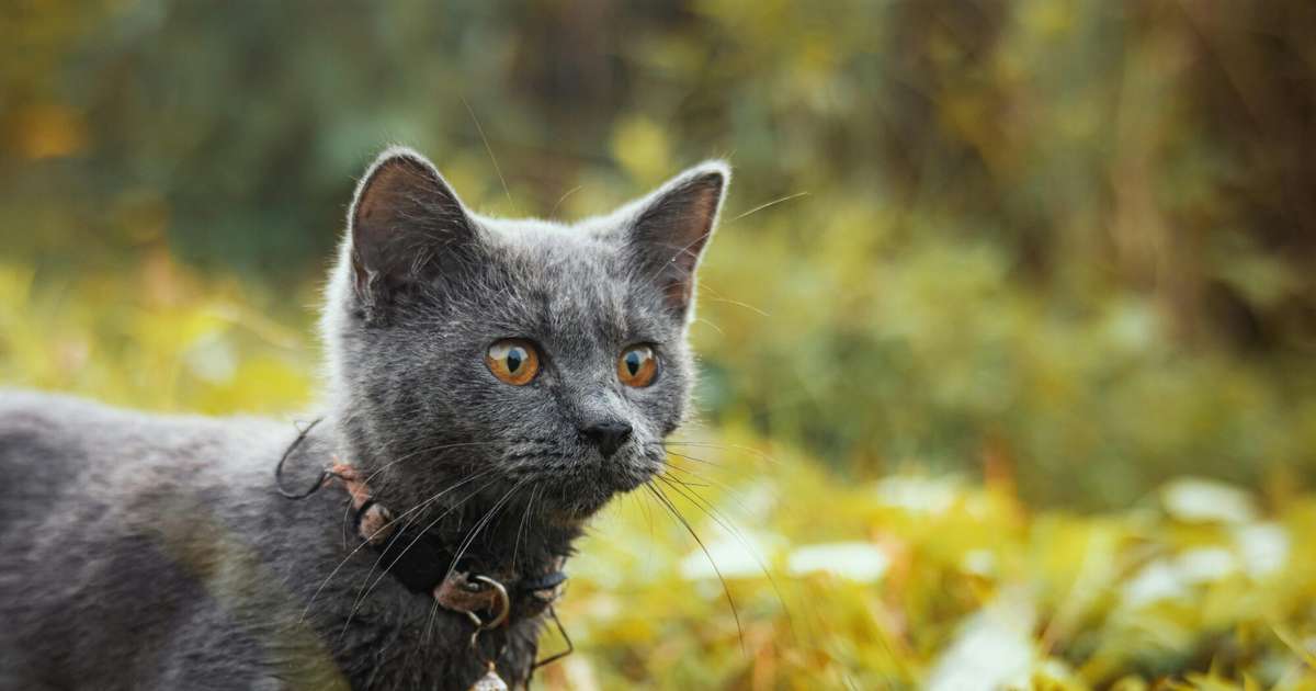 Auniem veiksme romantiski intīmajās attiecībās, Svariem uz visu jāskatās elastīgāk – 14. oktobra horoskops