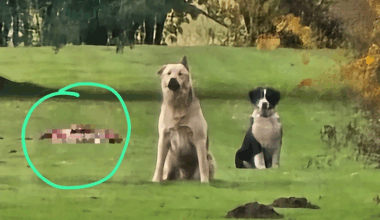 Dzīvnieku Glābšanas Dienests/Facebook