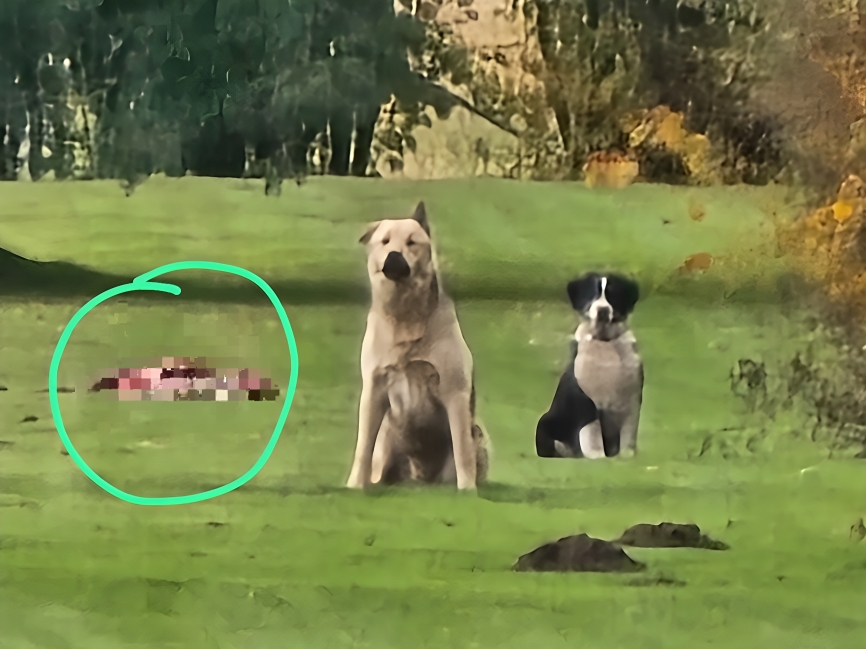 Dzīvnieku Glābšanas Dienests/Facebook