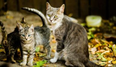 Vēži attiecībās meklēs harmoniju, Lauvām dota pašizpausmes brīvība – 23. oktobra horoskops