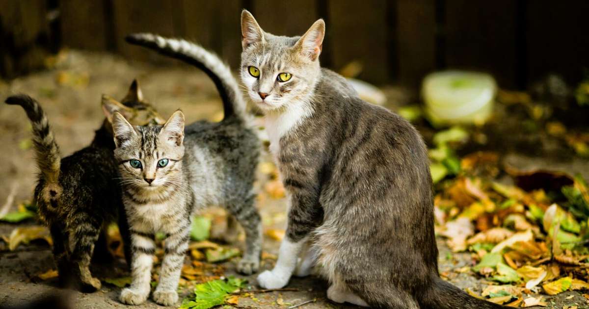 Vēži attiecībās meklēs harmoniju, Lauvām dota pašizpausmes brīvība – 23. oktobra horoskops