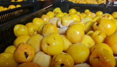 Cidonijas ir ļoti noderīgas veselībai, un ir vērts tās lietot ikdienā / Raksts