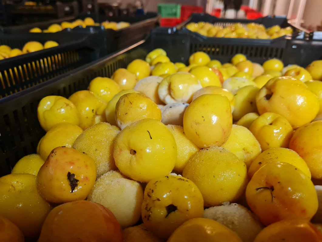 Cidonijas ir ļoti noderīgas veselībai, un ir vērts tās lietot ikdienā / Raksts