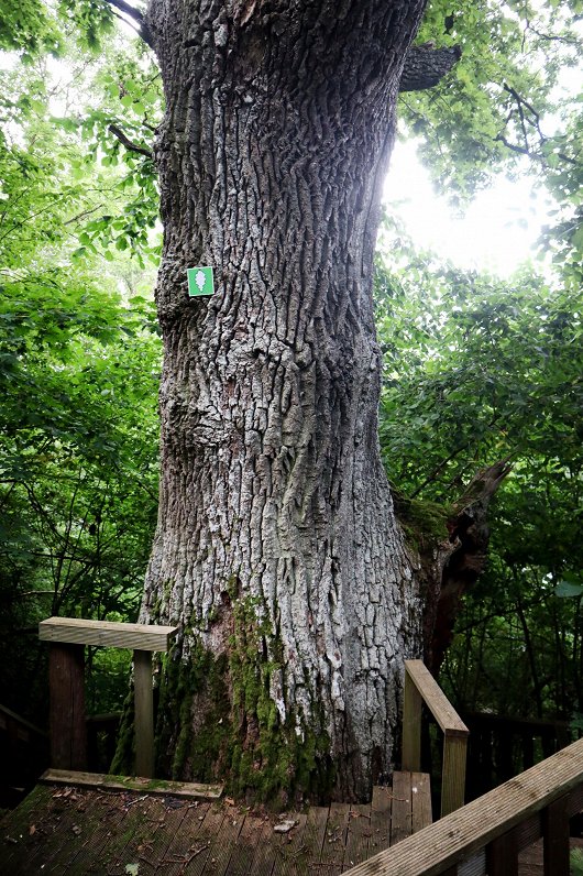 Dižozols “Lielais Andrejs”.