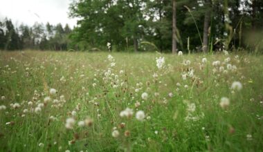 kā lauksaimnieki glābj Latvijas ainavu / Raksts