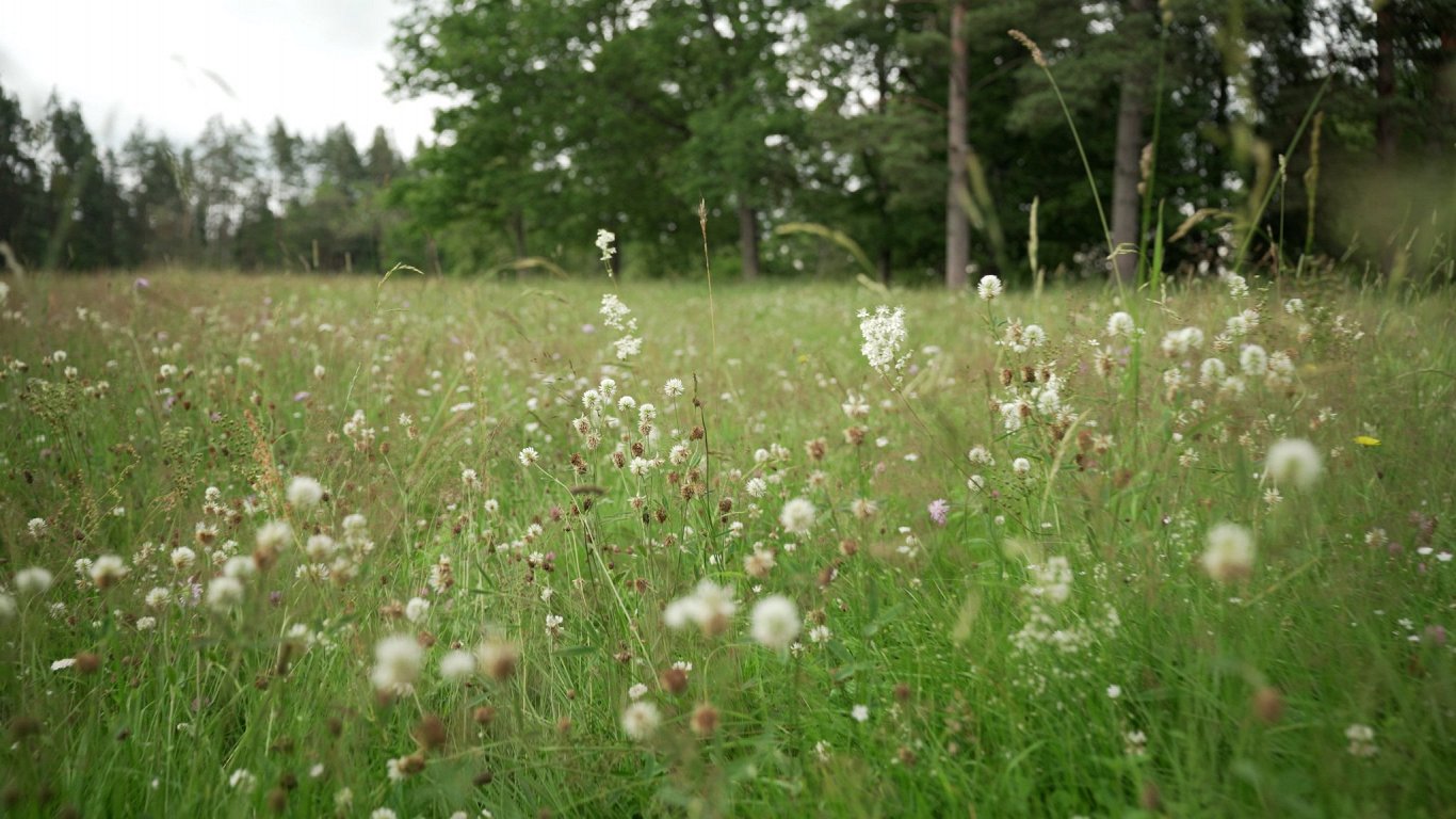 kā lauksaimnieki glābj Latvijas ainavu / Raksts