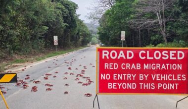 Ziemassvētku salā sācies ikgadējais krabju migrācijas gājiens / Raksts