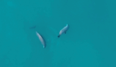 Pasaulē apdraudētākā jūras zīdītāju suga sāk atgūties / Raksts