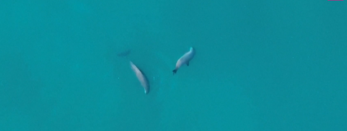 Pasaulē apdraudētākā jūras zīdītāju suga sāk atgūties / Raksts