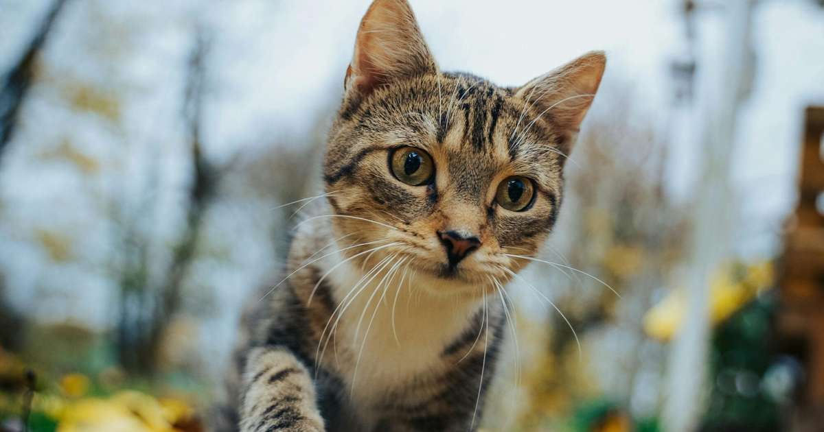 Dvīņiem jāiedziļinās problēmu būtībā, Vēžiem jāļaujas pašironijai – 4. novembra horoskops