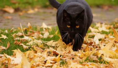 Nedēļas izskaņā gaidāmi mierīgi laikapstākļi, vietām nedaudz uzlīs