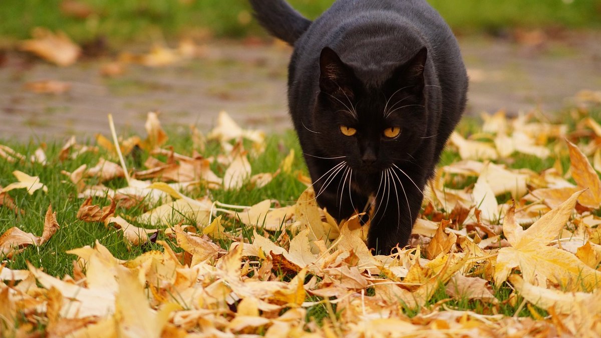 Nedēļas izskaņā gaidāmi mierīgi laikapstākļi, vietām nedaudz uzlīs